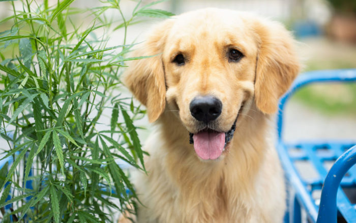 beneficios del cbd en mascotas