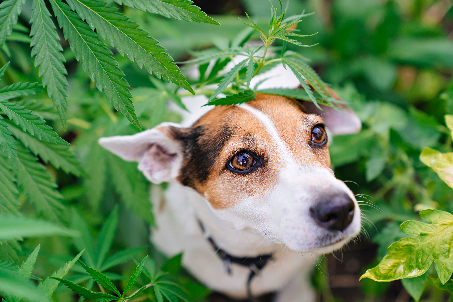 cbd para perros y gatos ansiedad